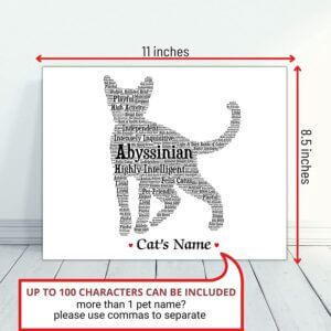Abyssinian_2