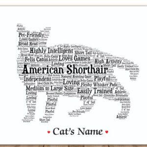 American Shorthair