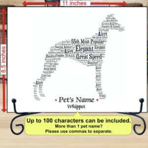 Whippet dog